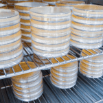 Close-up shot of petri dishes in microbiology incubator.